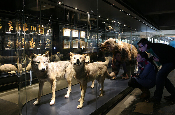 Ruhr Museum Dauerausstellung Sektion "Flora and Fauna"